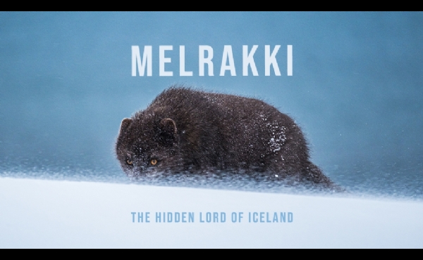Verkami per a la conservaci de la guineu rtica islandesa